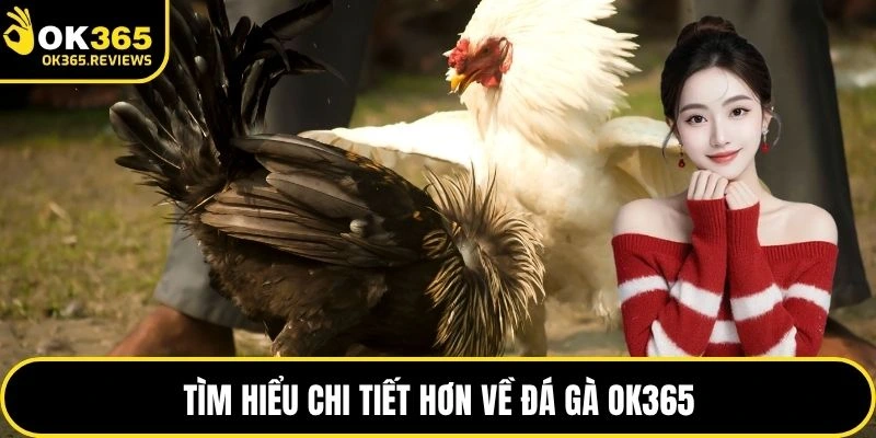 Tìm hiểu chi tiết hơn về đá gà OK365
